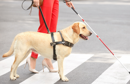 Les diff�rentes fonctions du chien d'utilit� ou d'assistance
